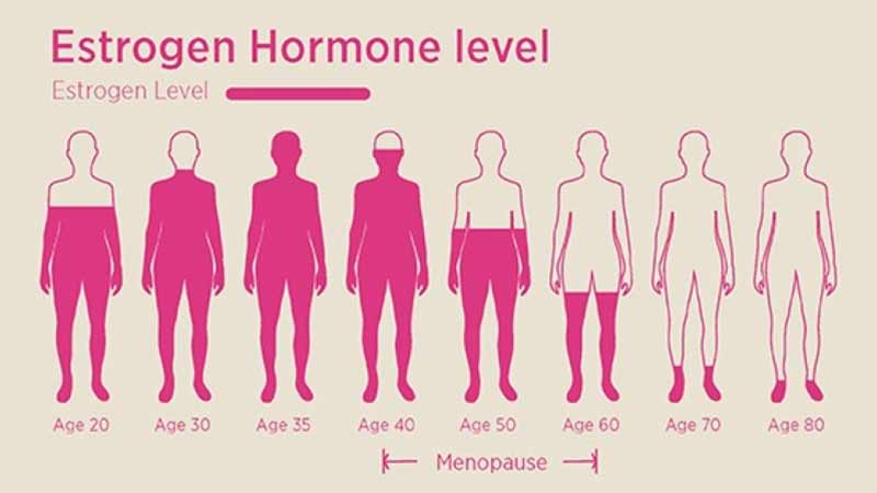 تاثیر هورمون استروژن بر بدن