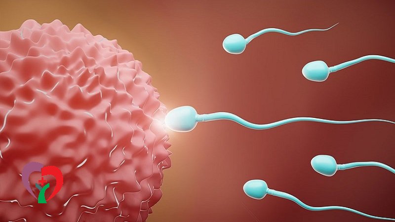 پروتئین وی و باروری مردان