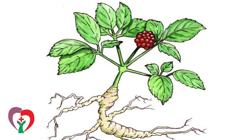 خواص جینسینگ برای زنان