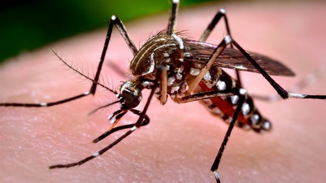 مشخصات ظاهری پشه آئدس Aedes